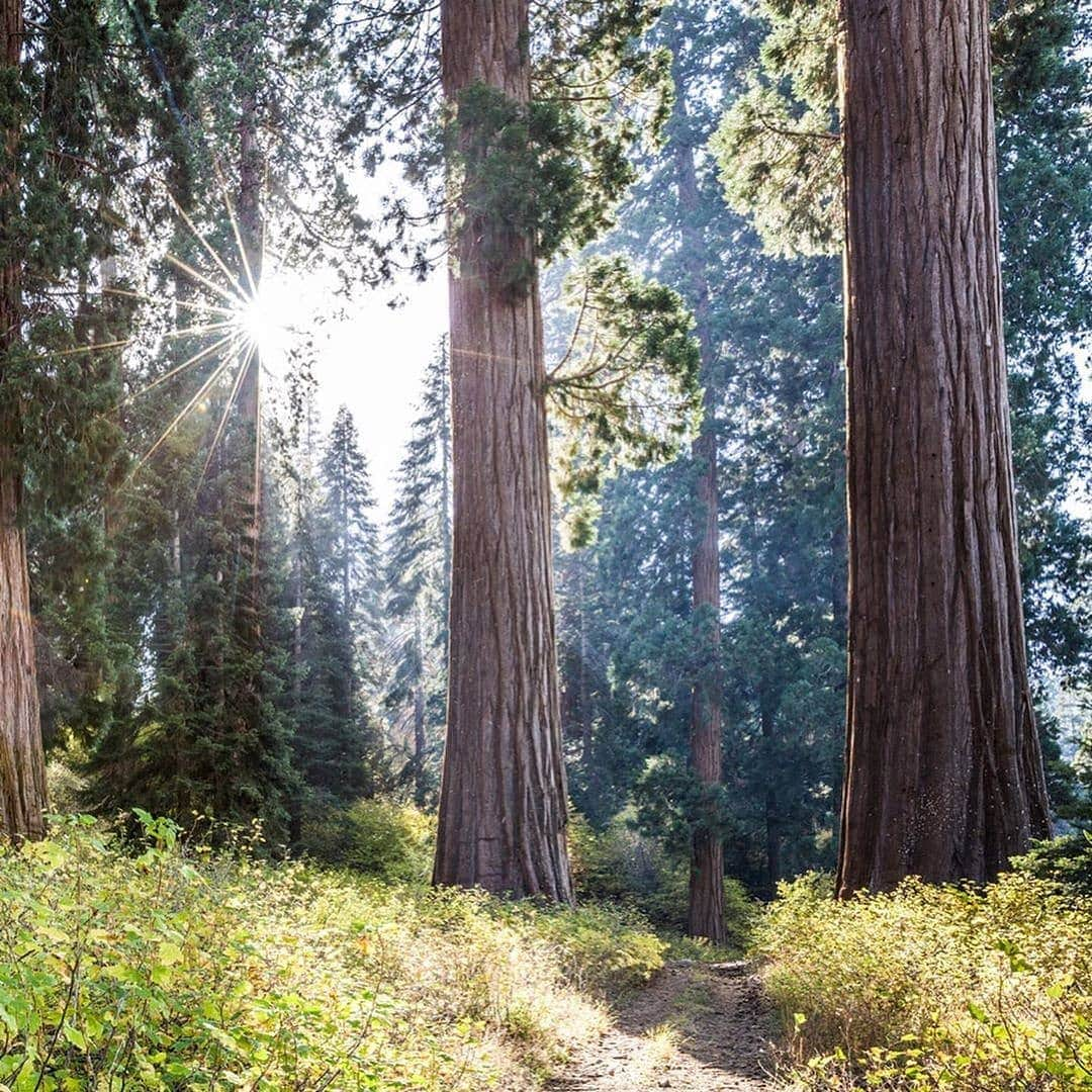 ケルティさんのインスタグラム写真 - (ケルティInstagram)「An update from our friends at @conservationalliance: @savetheredwoods used Conservation Alliance funding to acquire a 530 acre private inholding within Giant Sequoia National Monument called Alder Creek. The Alder Creek grove includes the fifth largest tree (measured by trunk volume) in the world—a 3,000 year old giant sequoia called the Stagg Tree—and 483 giant sequoias with diameters of six feet or more. #conservationalliance #ourwildfuture #wekeepitwild #sequoias #sequoiatrees」2月28日 11時01分 - keltyusa