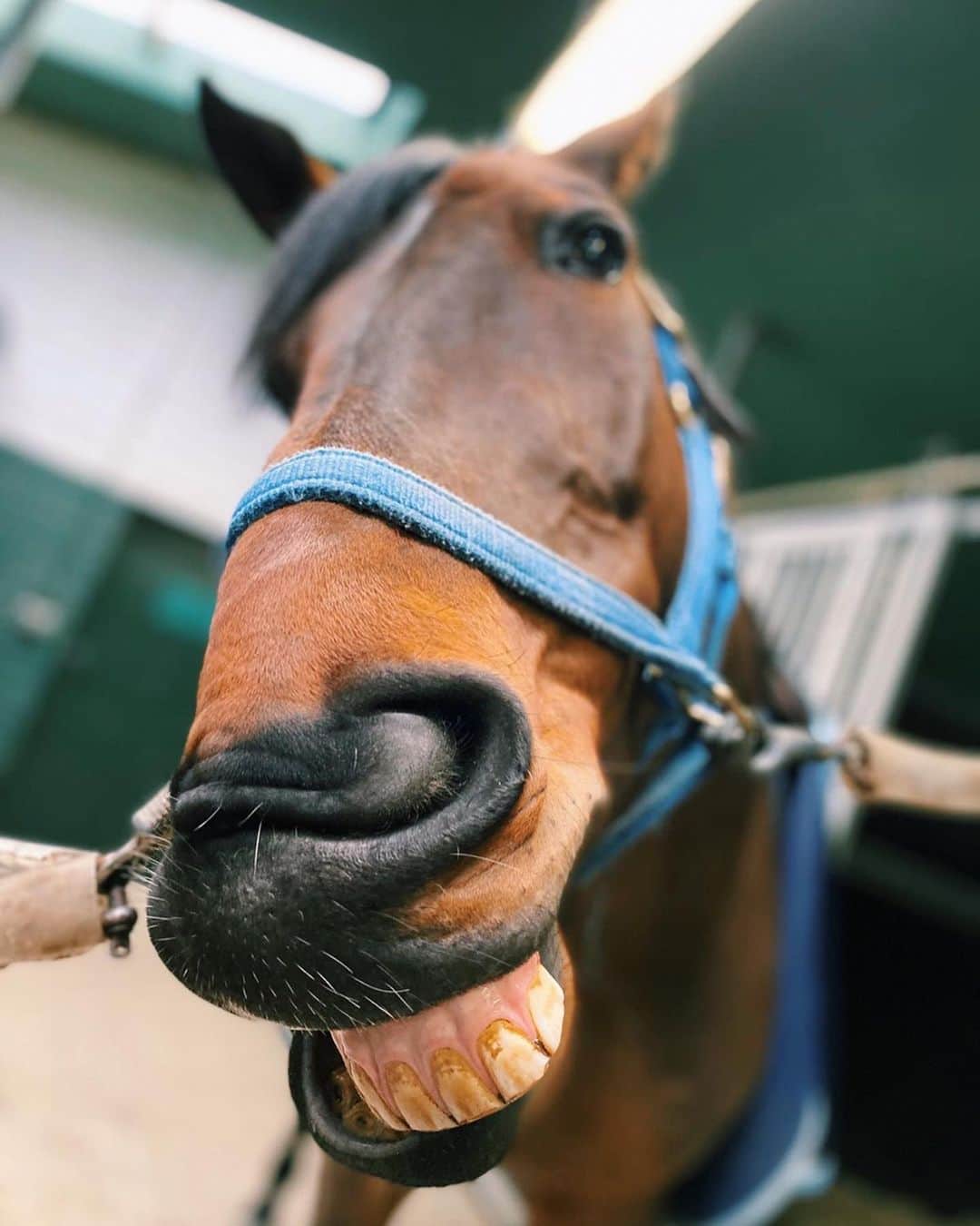 ジュディ舞衣さんのインスタグラム写真 - (ジュディ舞衣Instagram)「Say cheeeeeeeeeeese🧀 ． #pommie #horse #showjumping #belgianwarmblood #equestrianlife #teamjapan」2月28日 2時18分 - not_tomorrow