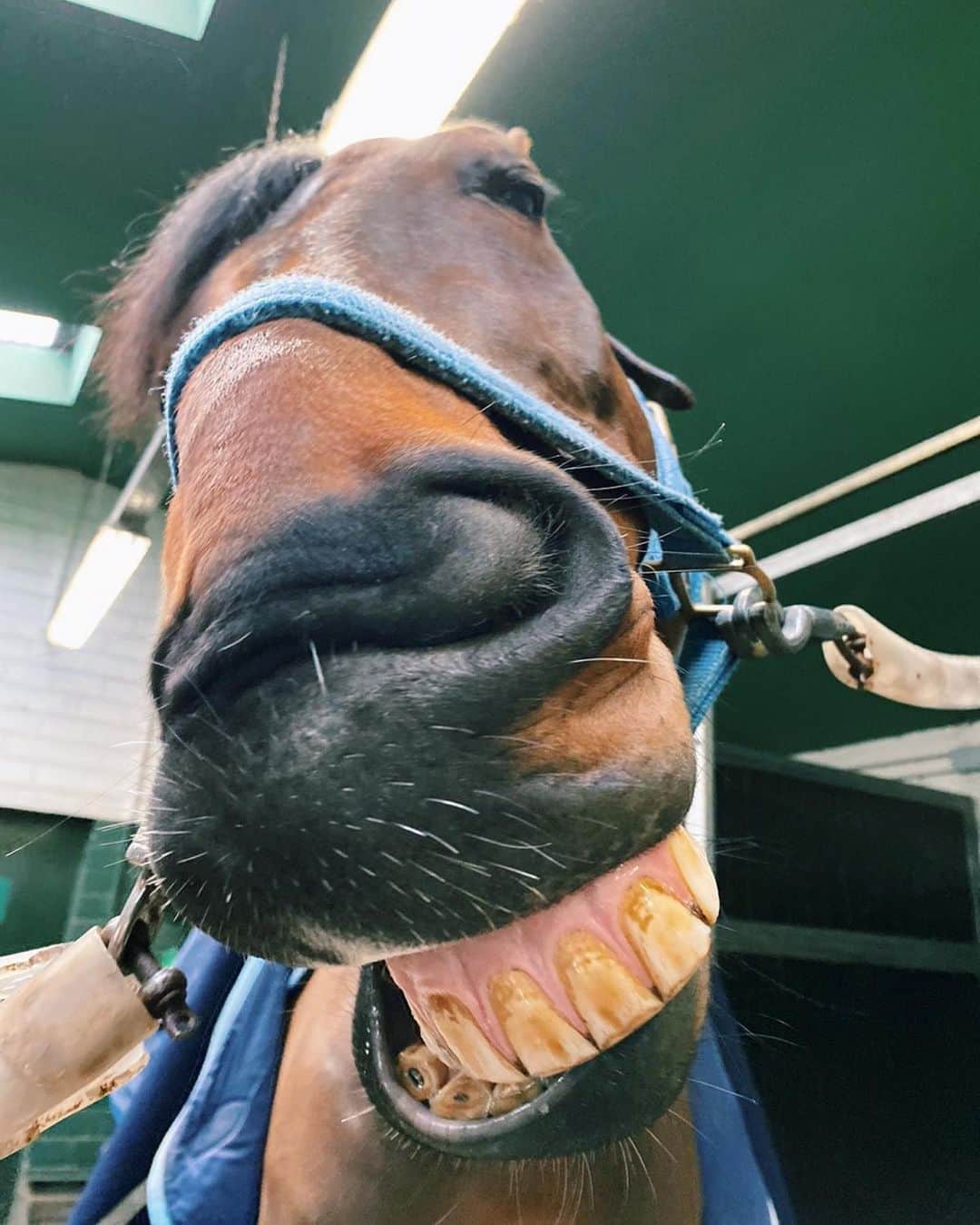 ジュディ舞衣さんのインスタグラム写真 - (ジュディ舞衣Instagram)「Say cheeeeeeeeeeese🧀 ． #pommie #horse #showjumping #belgianwarmblood #equestrianlife #teamjapan」2月28日 2時18分 - not_tomorrow