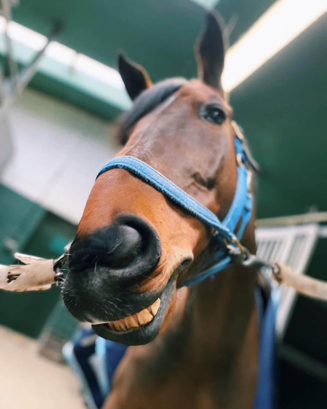 ジュディ舞衣のインスタグラム：「Say cheeeeeeeeeeese🧀 ． #pommie #horse #showjumping #belgianwarmblood #equestrianlife #teamjapan」