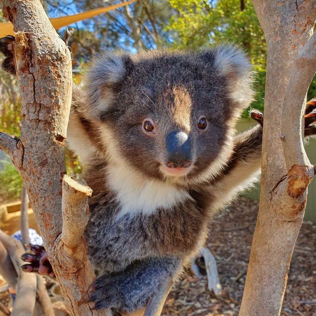 Australiaさんのインスタグラム写真 - (AustraliaInstagram)「Today's dose of cuteness brought to you by @kiwildlifepark. 🐨 This rescued #koala is thriving at this #wildlife park on @southaustralia’s @authentickangarooisland, being well looked after by the dedicated team. Come visit this cutie and over 150 species of native Aussie animals that call the park home; it's a great way to support conservation and learn more about them. Our tip: Book a 'hold a koala' session to get a koalaty cuddle.  #seeaustralia #HolidayHereThisYear #seesouthaustralia #kangarooisland #authenticKI #wildlife」2月28日 3時00分 - australia