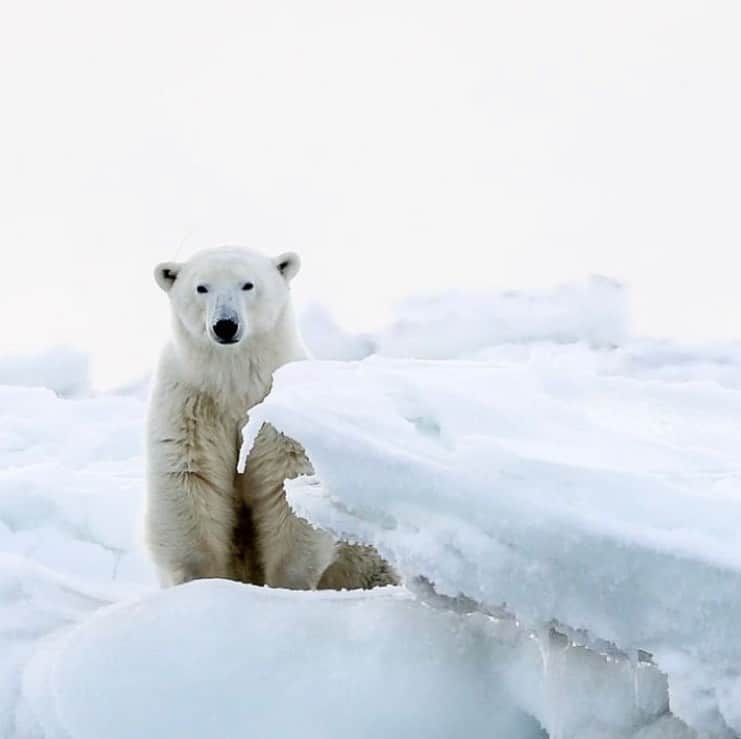 Polar Bearsさんのインスタグラム写真 - (Polar BearsInstagram)「How are you celebrating #internationalpolarbearday ? PC: @insatiabletraveler」2月28日 6時10分 - polar.bears