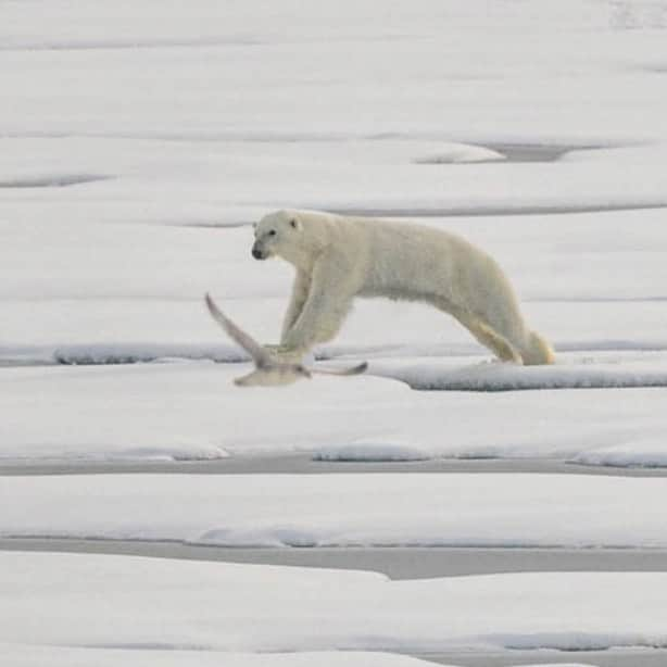 Polar Bearsのインスタグラム：「Polar Bear catching seals on the ice #internationalpolarbearday  Photo cred: @ragnar_art」