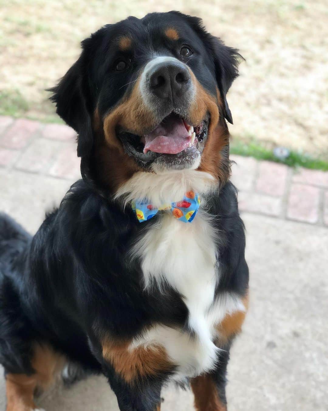アシュレー・ジョンソンのインスタグラム：「It’s the most handsomest and floofiest of floofies FORST BORTHDAY, Mr. Sheriff Bullock. I love him so much and even though we’re in Chicago right now, Auntie Kelly (@theclickersitter) got him a delicious borthday treat. Thank you for being the bestest boy and I can’t wait to come home and give you all the scritches and kisses.」