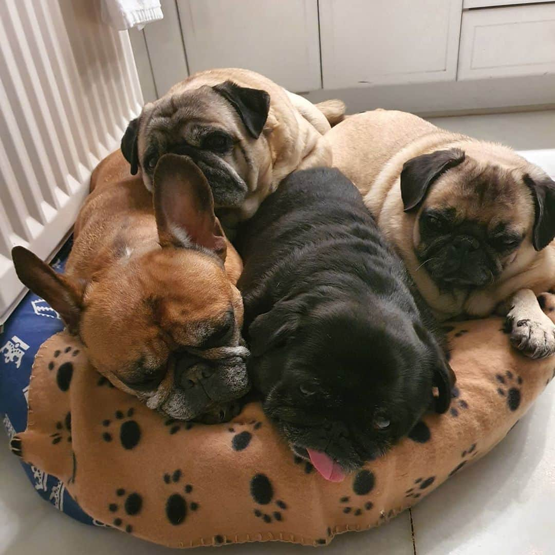 Nikitaさんのインスタグラム写真 - (NikitaInstagram)「#pug nikita #twist #boogui #bambi 😴😴😴😴😴😴😴」2月28日 7時00分 - pug_nikita