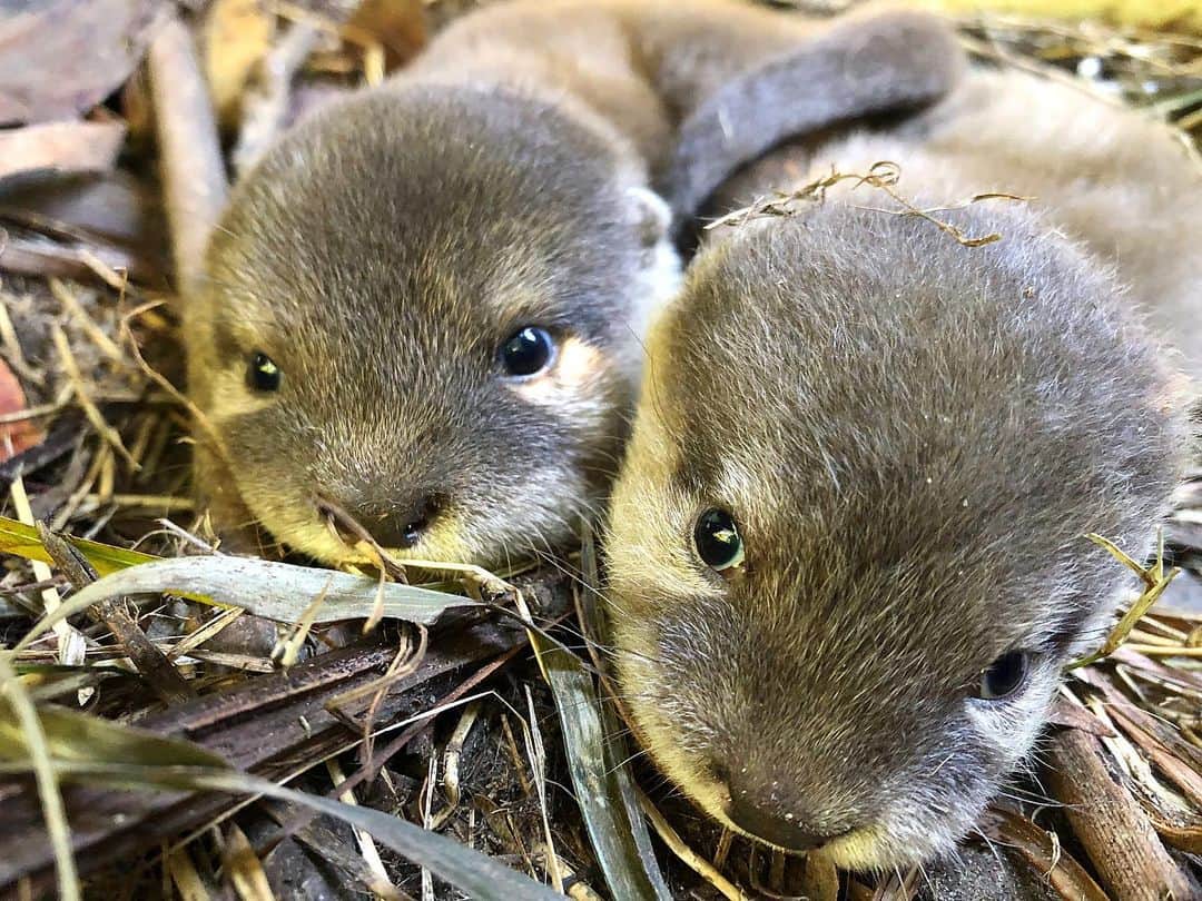 Zoological Wildlife Foundationさんのインスタグラム写真 - (Zoological Wildlife FoundationInstagram)「New baby otters!!🦦💚✨ #zwfmiami #soexcited」2月28日 7時05分 - zwfmiami