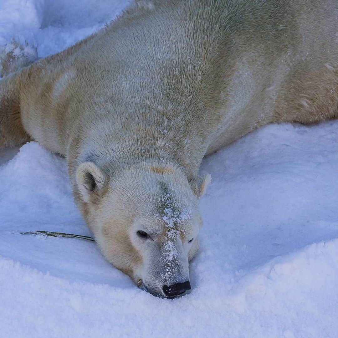 San Diego Zooさんのインスタグラム写真 - (San Diego ZooInstagram)「Happy #InternationalPolarBearDay. YOU can make a difference for these iconic bears by supporting a shift to renewable energy, promoting clean transportation, and voting for the climate. Together we can make a difference for future generations of wildlife and people. 🌎  For nearly a decade, San Diego Zoo Global’s researchers and our US and Canadian partners, including @polarbearsinternational have focused on developing the best conservation strategies to boost polar bear populations. Every detail matters: reproduction, denning, communication, available prey, formation of sea ice, climate change and the impact of human activities are all evaluated. Click the link in our bio for updates on our field projects. #sandiegozoo #PolarBearDay #SaveOurSeaIce」2月28日 7時22分 - sandiegozoo