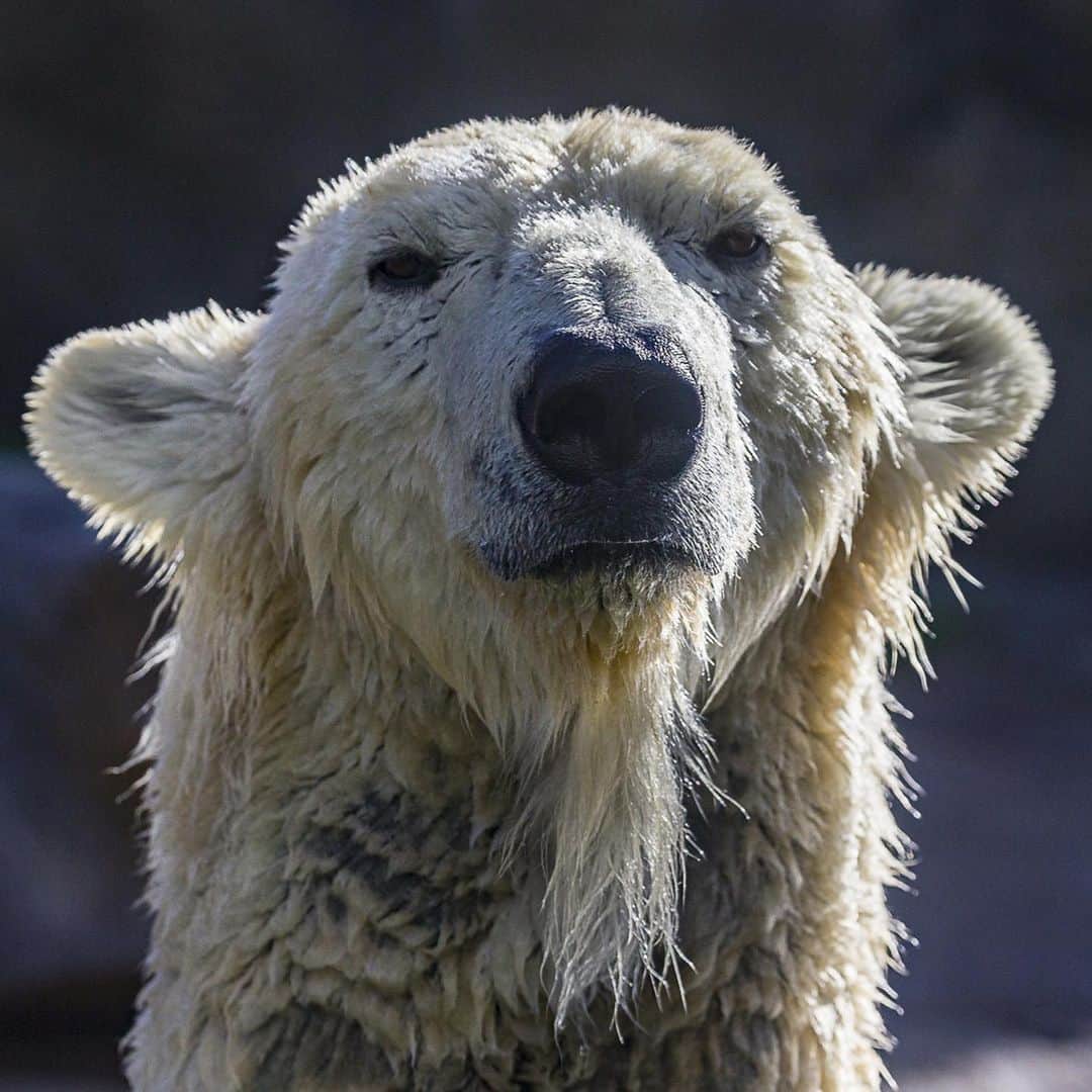 San Diego Zooさんのインスタグラム写真 - (San Diego ZooInstagram)「Happy #InternationalPolarBearDay. YOU can make a difference for these iconic bears by supporting a shift to renewable energy, promoting clean transportation, and voting for the climate. Together we can make a difference for future generations of wildlife and people. 🌎  For nearly a decade, San Diego Zoo Global’s researchers and our US and Canadian partners, including @polarbearsinternational have focused on developing the best conservation strategies to boost polar bear populations. Every detail matters: reproduction, denning, communication, available prey, formation of sea ice, climate change and the impact of human activities are all evaluated. Click the link in our bio for updates on our field projects. #sandiegozoo #PolarBearDay #SaveOurSeaIce」2月28日 7時22分 - sandiegozoo