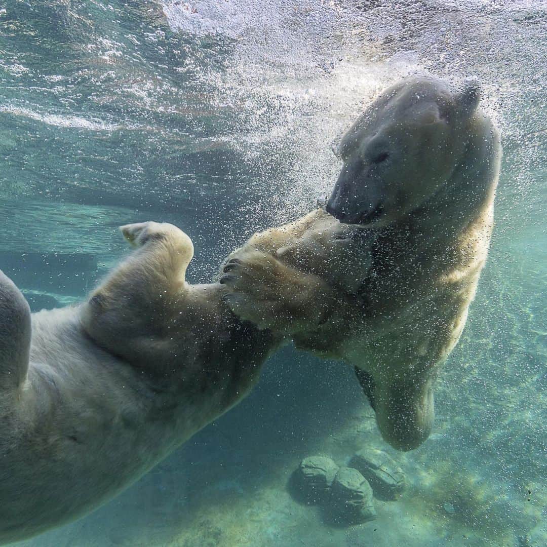 San Diego Zooのインスタグラム