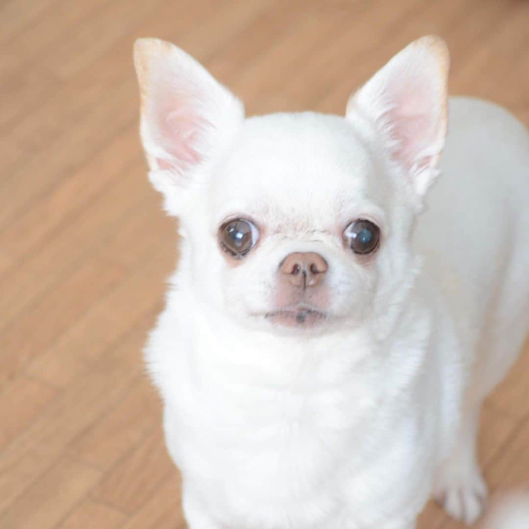 KORIKIのインスタグラム：「おはようございます♪ * #dogofsapporo #dog, #dogs, #dogstagram,#chihuahua,#犬バカ部,#チワワ,#koriki, #hanadog #白スムチ連合会, #スムチー,  #dogofthedayjp, #dogoftheday  #ilovemydog #instadog #instapet #WhiteChihuahua  #吉娃娃 #치와와  #dogsofinstagram #Chihuahualover  #ชิวาวา #チワワの輪 #barkbox #WhiteChihuahuaParty #もふもふモフモフ」