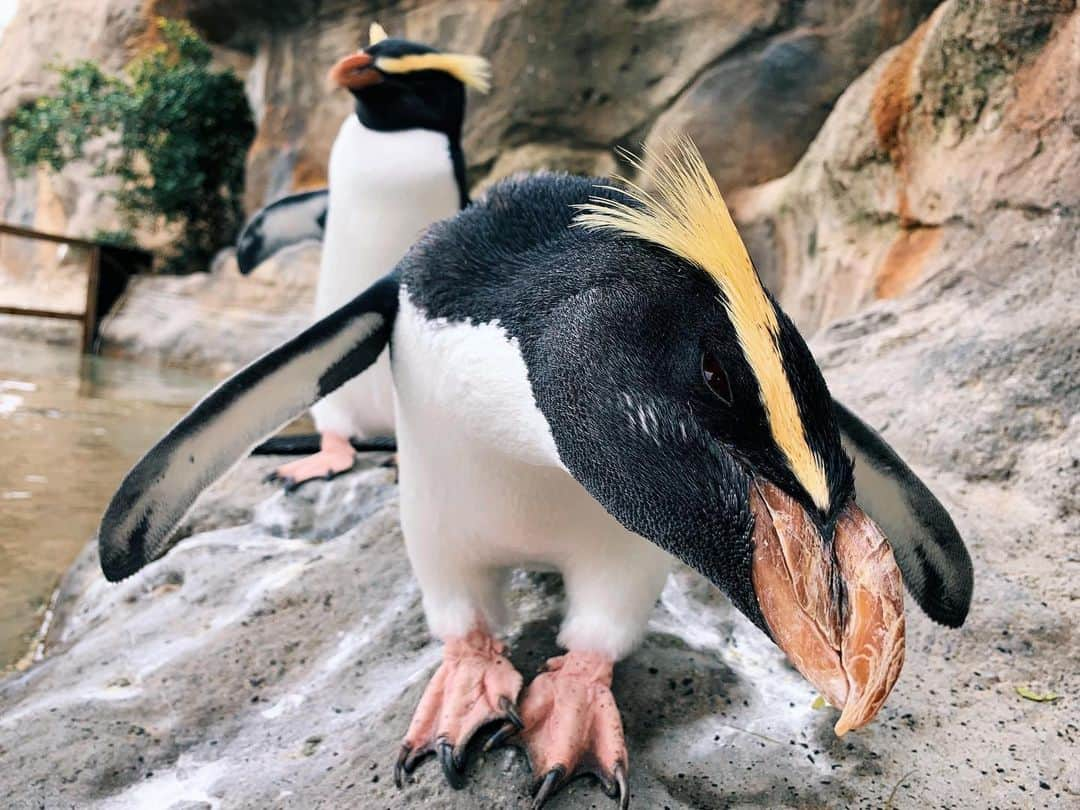 タロンガ動物園さんのインスタグラム写真 - (タロンガ動物園Instagram)「Munro’s got that Friday feeling! 🐧 📸 via @liv.clrk」2月28日 8時05分 - tarongazoo