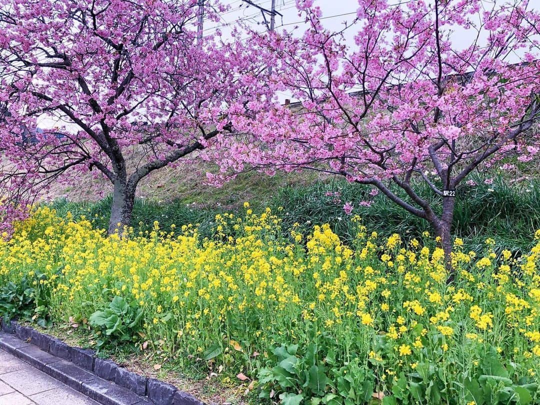 平川はる香のインスタグラム：「. くっっっそー、コロナめーーーー！！！と思うこといっぱいだけど、そんな時こそ美しいものながめてはぴねすでいたいな。 野に咲く花のように生きていけたら素晴らしいね☺︎ . . . #河津桜」