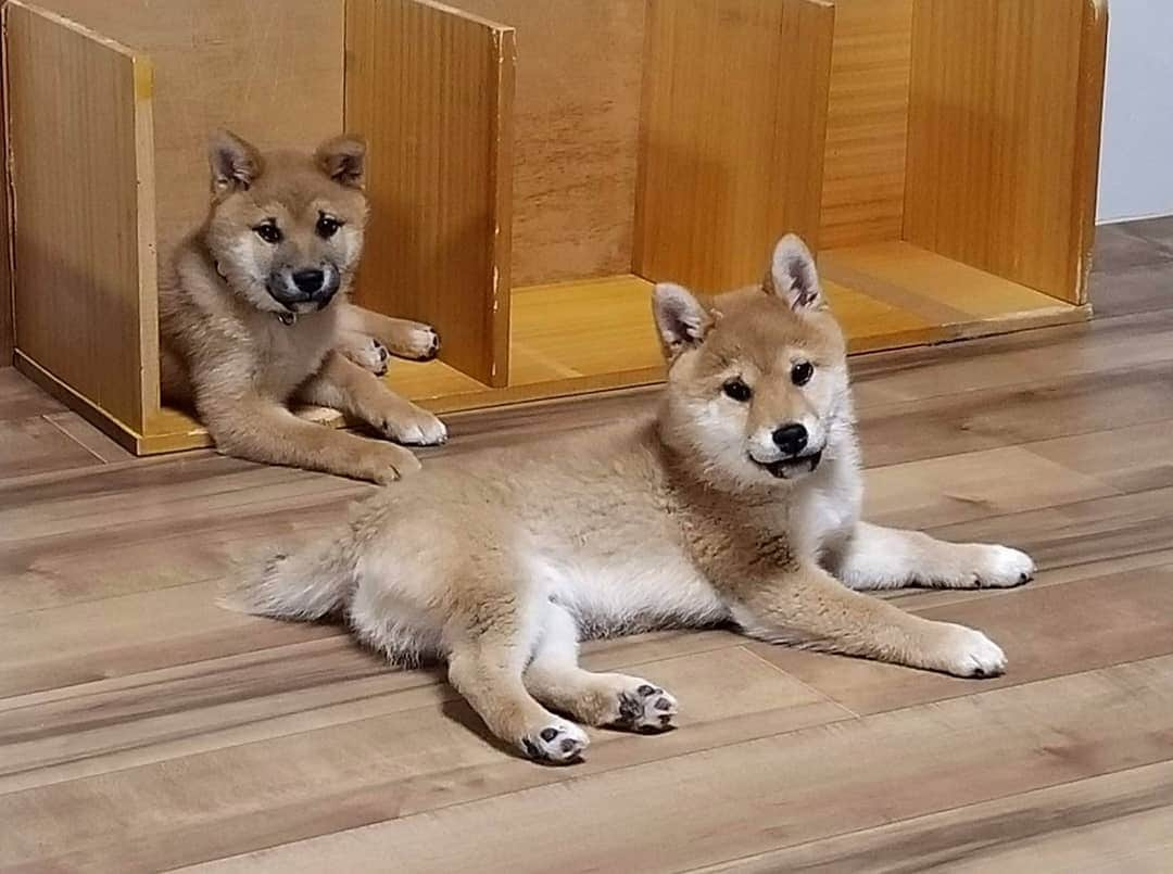 柴犬たま Shibainu Tamaのインスタグラム