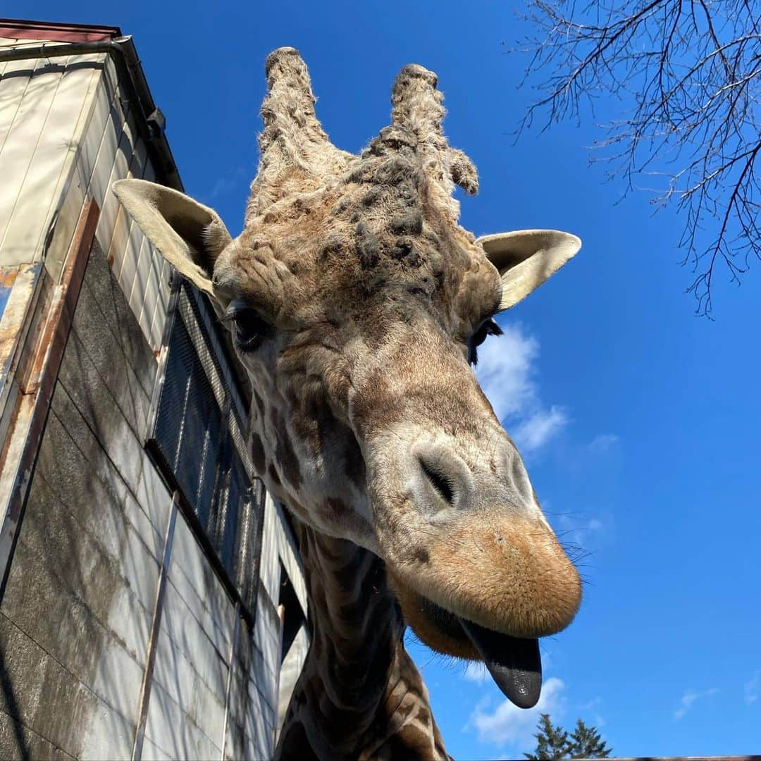 古市憲寿さんのインスタグラム写真 - (古市憲寿Instagram)「唐突にキリン。なんの仕事だったかはまた今度いいます。  #宇都宮動物園 #キリン #正面」2月28日 12時18分 - poe1985