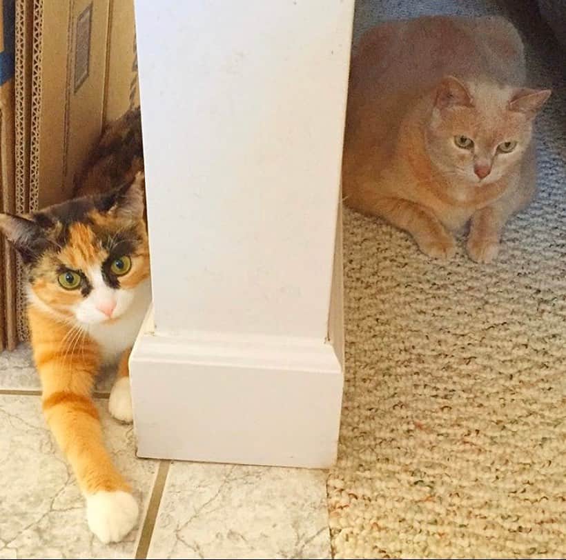のインスタグラム：「Rest In Peace to my sister, Sandi. We didn’t always live together but when we did, I loved to chase you around. You will be missed 💔😿」