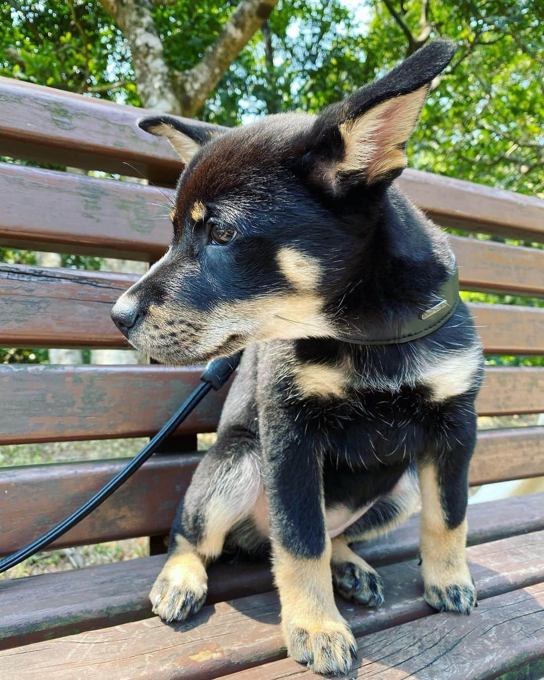 ジャクリーン・ウォンのインスタグラム：「There is NO evidence that dogs can be infected with Covid-19 yet ok. So don’t let this human stupidity be more viral than the actual virus itself. Protect your dog as you would protect yourself. 🙏🏻🙏🏻 #readbeyondtheheadlines #不要棄養 #dontpanic」