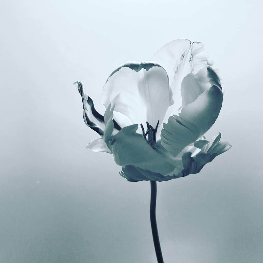 稲垣吾郎さんのインスタグラム写真 - (稲垣吾郎Instagram)「#チューリップ」2月28日 12時41分 - goro_inagaki_official