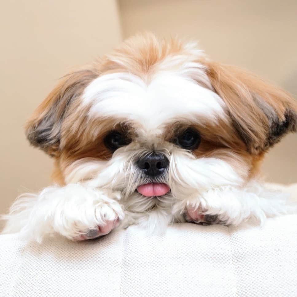 水嶋はちのインスタグラム：「🐶 Good day, how are you? 💓💓 * * 遊びたいときのボクです🐶 嬉しいとき、楽しいときに舌が出ちゃいます👅💕 みなさんは嬉しいときはどんなお顔になるのかなぁ☺️🐶 * * #はち #HACHI #シーズー大好き部」