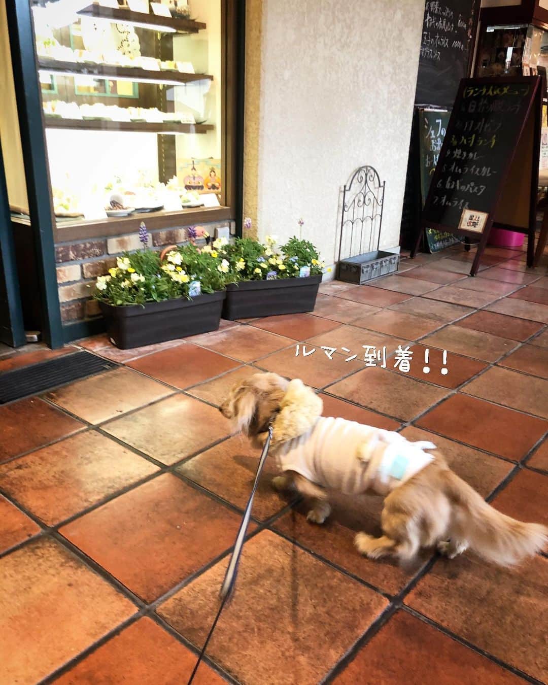 チズのグルメインスタ