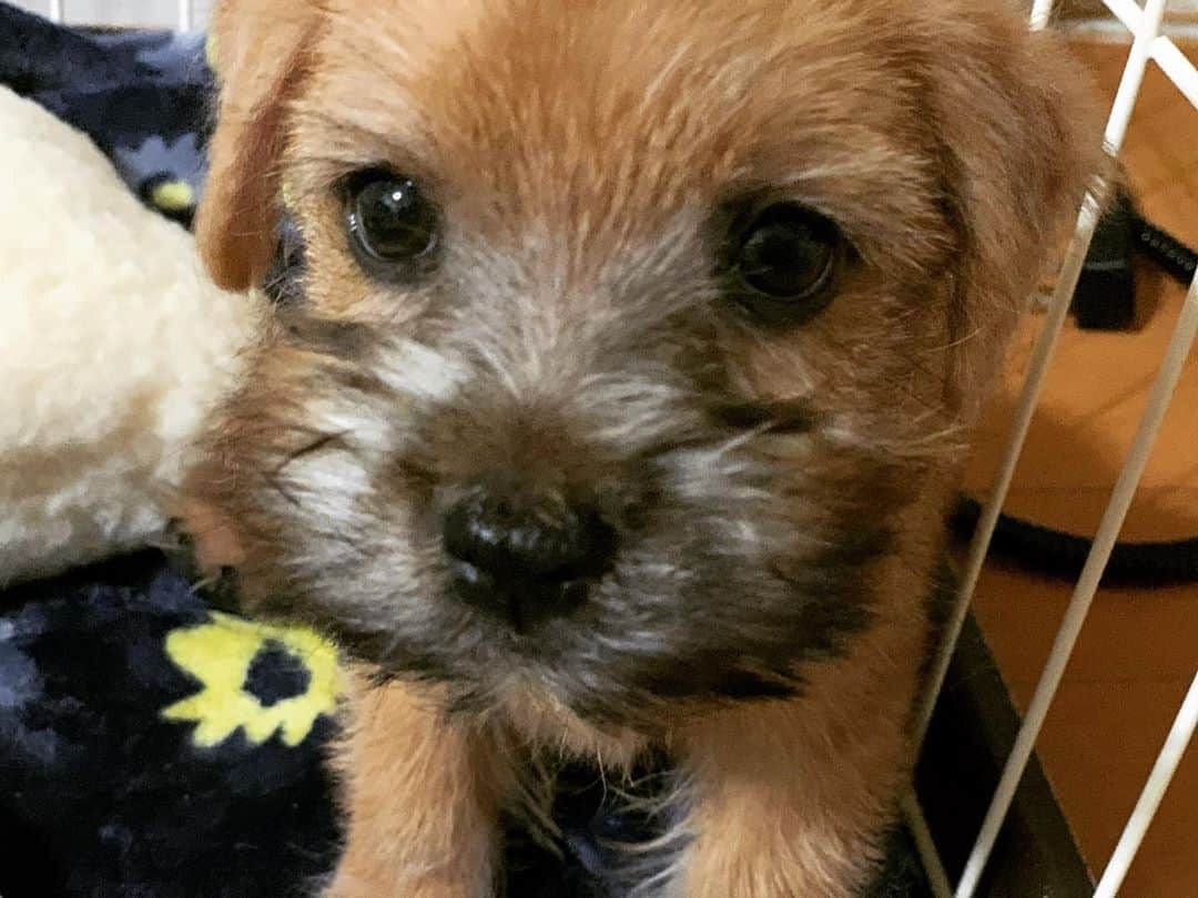 梅原玲奈さんのインスタグラム写真 - (梅原玲奈Instagram)「We've got a new family member Emma🙌 エマです❤️ #norfolkterrier  #ノーフォークテリア」2月28日 13時02分 - reina_umehara