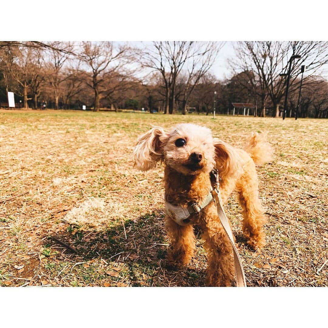 佐々木希さんのインスタグラム写真 - (佐々木希Instagram)「#代々木公園 #愛犬」2月28日 14時14分 - nozomisasaki_official