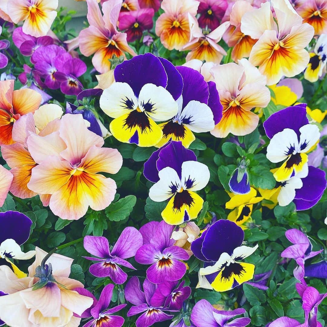 森彩乃さんのインスタグラム写真 - (森彩乃Instagram)「ミッドサマーを観てから、花を観察するようになった🌼動いて…ない、な💀🌿」2月28日 14時55分 - moriayano1119