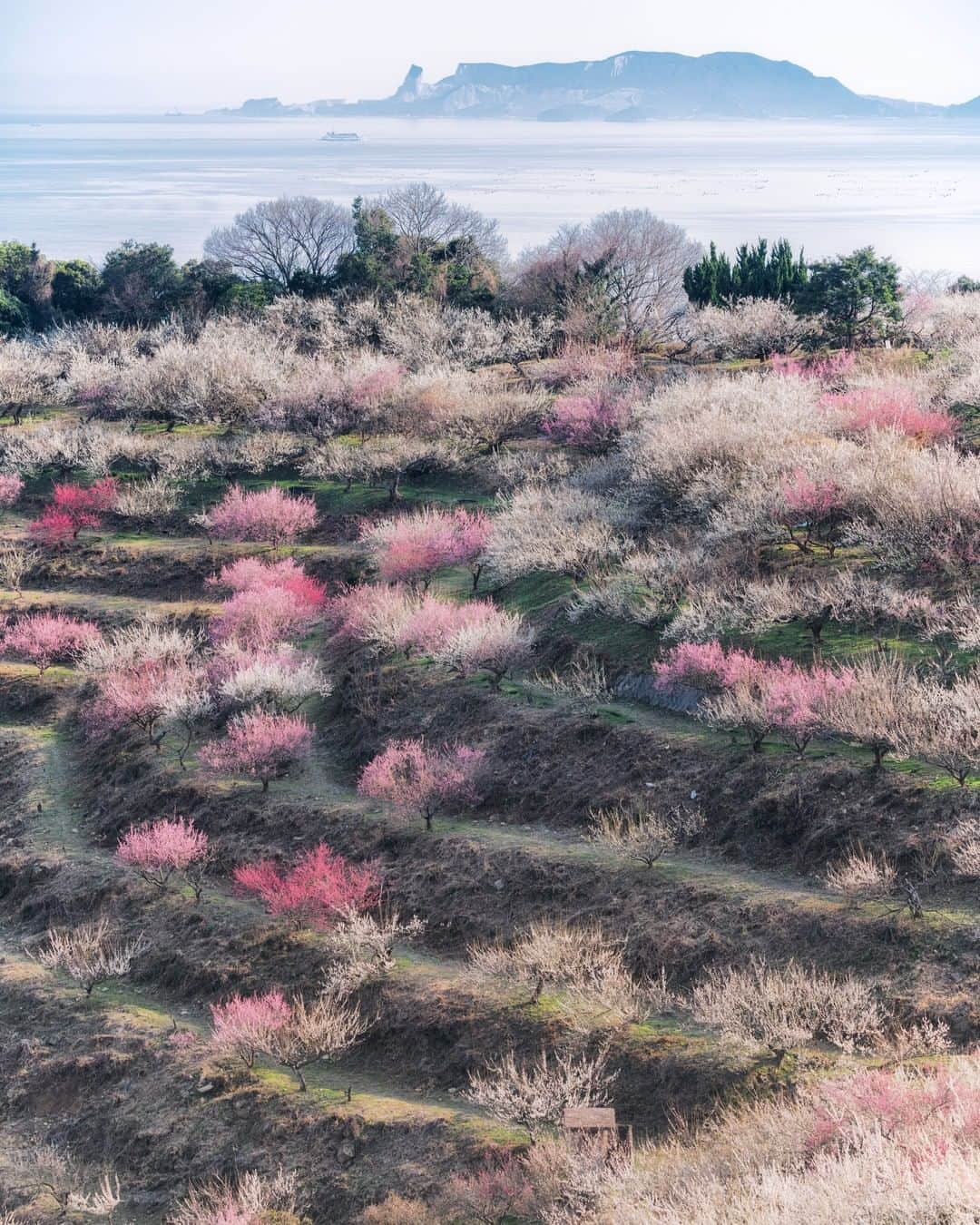 関西電力株式会社さんのインスタグラム写真 - (関西電力株式会社Instagram)「. 兵庫県たつの市にある綾部山梅林は、「海の見える梅林」としても知られている人気の観梅スポット🌸 例年の見頃は2月下旬～3月上旬👀 24ヘクタールもの広大な山肌に「ひとめ2万本」と称される梅林が花開くさまは圧巻です✨ --------------- ■綾部山梅林 観梅期間：2020年2月11日(火・祝)～3月20日(金・祝) 9:00～17:00(入園は16:30まで) ■アクセス JR山陽本線「網干駅」 山陽電鉄網干線「山陽網干駅」より 臨時直通バスで約10～25分 ※入園料など詳細はHPでご確認ください --------------- . #はなまっぷ #梅 #海 #梅の花 #絶景 #はなまっぷ2020 #梅花 #plumtree  #梅林 #梅の木 #春の花 #兵庫県 #hyogo #日帰り旅行 #神戸カメラ部 #綾部山梅林 #観梅 #たつの市 #たつのカメラ部  #兵庫旅行 #loves_united_japan  #ダレカニミセタイケシキ #bestphoto_japan #灯 #貴重な体験 #景色最高 #tripgramjp #best_expression_night #お写んぽ #インスタスポット」2月28日 15時00分 - kanden.jp