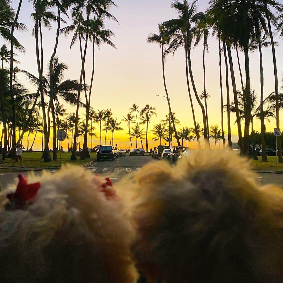 マキ・コニクソンさんのインスタグラム写真 - (マキ・コニクソンInstagram)「一日って何でこんなに早く過ぎるんだろう！夕陽は見れなかったけどマジックアワーは綺麗だったよ！✨✨ 2日ぶりに家に帰りまぁす！🚗💨 #ハワイのおすそ分け🤙🏼 #平和が一番✌🏼」2月28日 15時58分 - makikonikson
