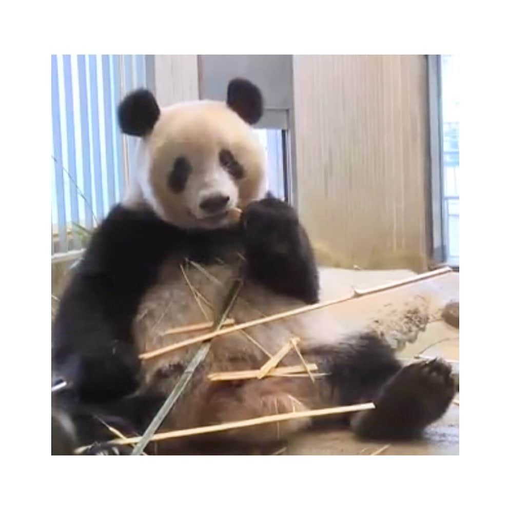 はなさんのインスタグラム写真 - (はなInstagram)「明日から3/15まで上野動物園も休園になるそうです。その間は動物園が発表した撮れたてシャン子の動画からスクショした写真を観てスマイルです！シャン子のようにたくさん食べてたくさん寝て、免疫力アップですよ。Have a safe and lovely weekend♡ #上野動物園ライブ映像 #永久保存シャン #はなシャン子」2月28日 17時26分 - hanalovestaco