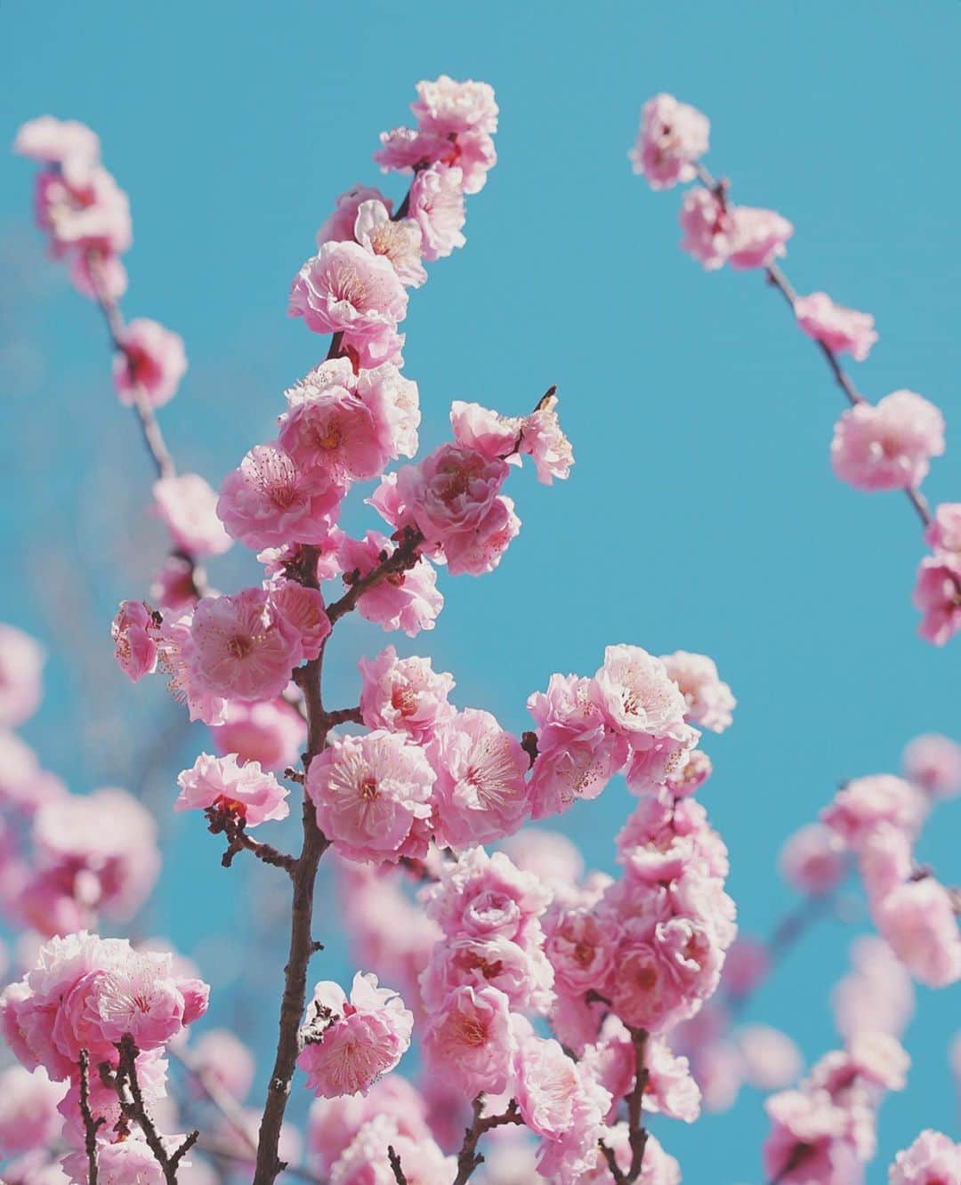 masayaさんのインスタグラム写真 - (masayaInstagram)「plum blossoms 梅 Fuchu Tokyo today 今日の府中市郷土の森博物館」2月28日 17時45分 - moonlightice