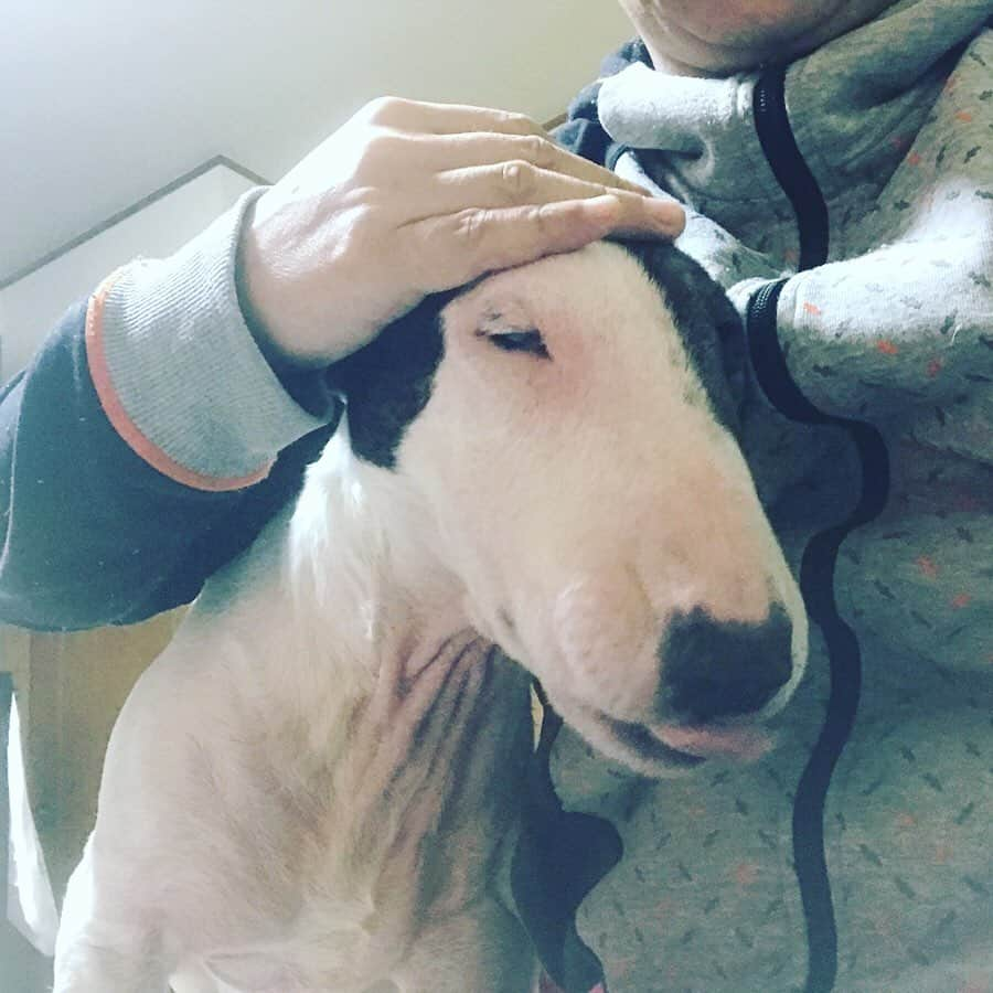 Q太郎さんのインスタグラム写真 - (Q太郎Instagram)「#minituru#bull#terrier#minibullterrier#miniturubullterrier#dog#dogstagram#cute#qtaro#love#family#ミニチュア#ブルテリア#ミニチュアブルテリア#Q太郎#ペロペロ」2月28日 17時52分 - qtaro.jun