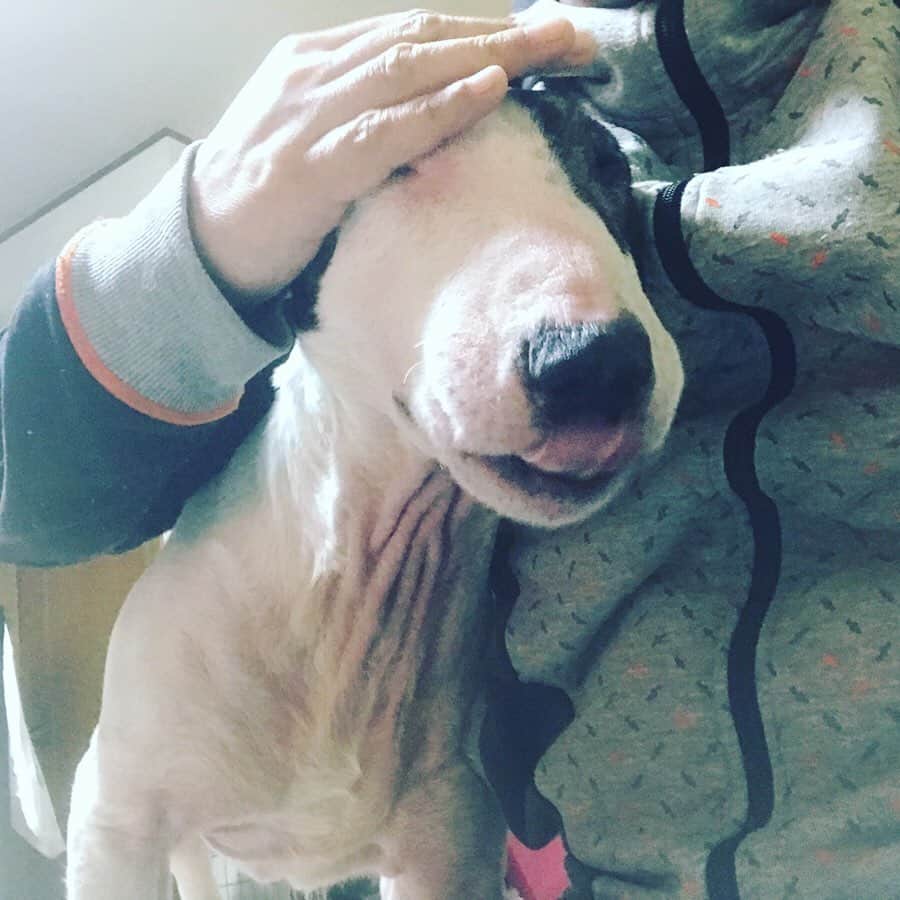 Q太郎さんのインスタグラム写真 - (Q太郎Instagram)「#minituru#bull#terrier#minibullterrier#miniturubullterrier#dog#dogstagram#cute#qtaro#love#family#ミニチュア#ブルテリア#ミニチュアブルテリア#Q太郎#ペロペロ」2月28日 17時52分 - qtaro.jun