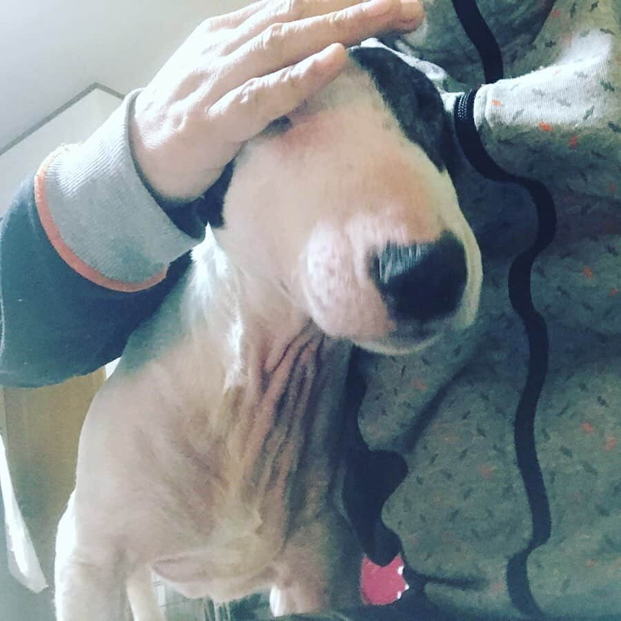 Q太郎さんのインスタグラム写真 - (Q太郎Instagram)「#minituru#bull#terrier#minibullterrier#miniturubullterrier#dog#dogstagram#cute#qtaro#love#family#ミニチュア#ブルテリア#ミニチュアブルテリア#Q太郎#ペロペロ」2月28日 17時52分 - qtaro.jun