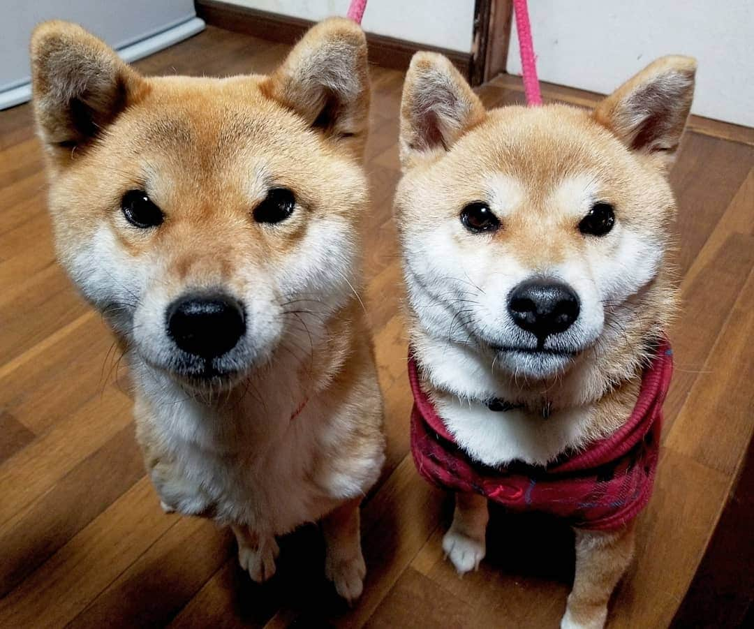 柴犬たま Shibainu Tamaのインスタグラム