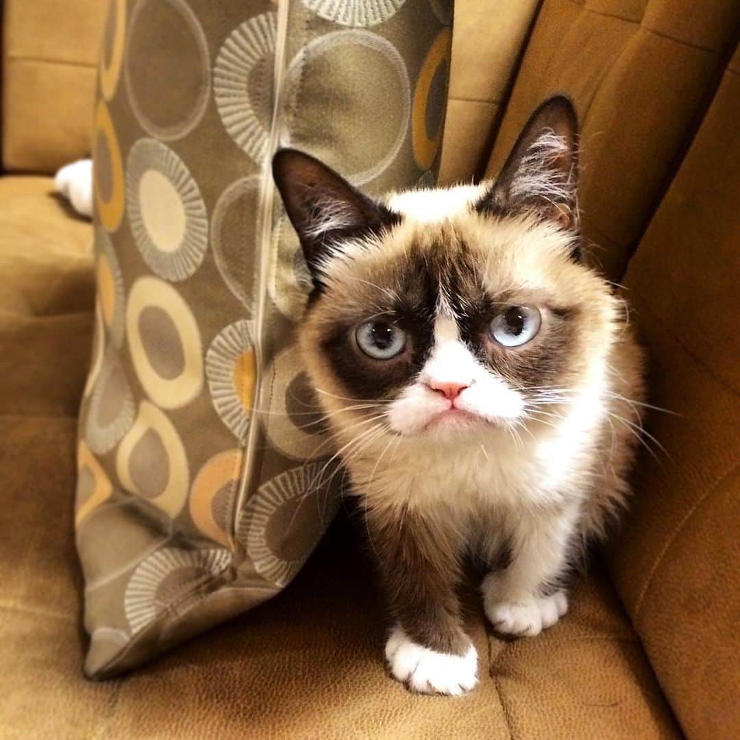 Grumpy Catさんのインスタグラム写真 - (Grumpy CatInstagram)2月29日 5時20分 - realgrumpycat
