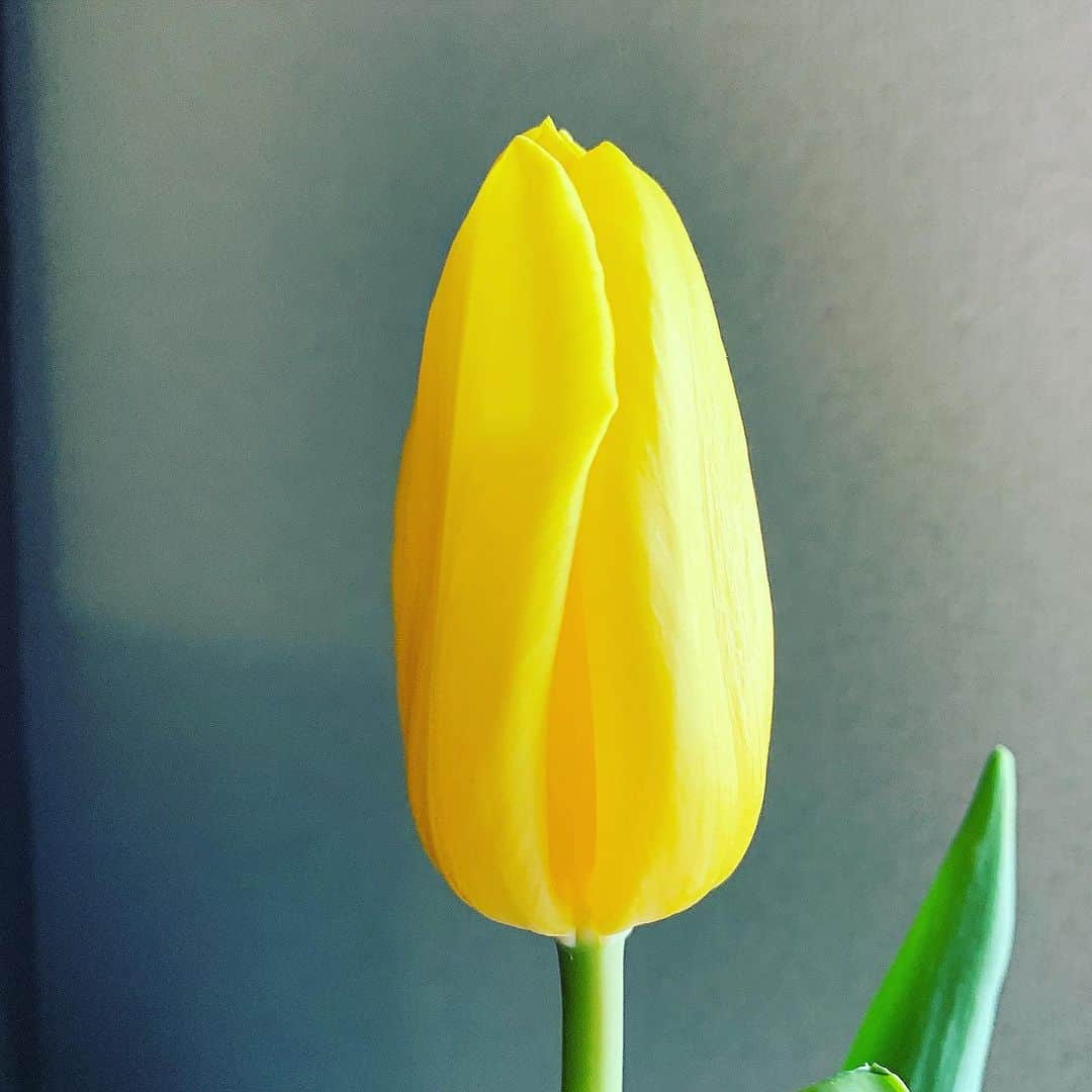 後鳥亮介さんのインスタグラム写真 - (後鳥亮介Instagram)「みんなのチューリップはまだ元気？ うちのはもう少し。 新曲「チューリップ」沢山聞いてください。 どうか毎日が健やかでありますように。  https://indigolaend.lnk.to/tulipPu ※リンクはプロフィールに。」2月29日 5時29分 - gochou1007_2