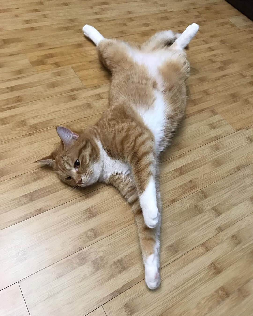 Cats of Instagramさんのインスタグラム写真 - (Cats of InstagramInstagram)「From @yomi_moonya: “무냐는 원래 배까고 눕는거 안좋아했는데 요미보고 배우더니 자기만의 새로운 포즈가 생겨남,,,,; 이제 매일 저리 누움 #무냐 ?????” #catsofinstagram」2月28日 21時15分 - cats_of_instagram