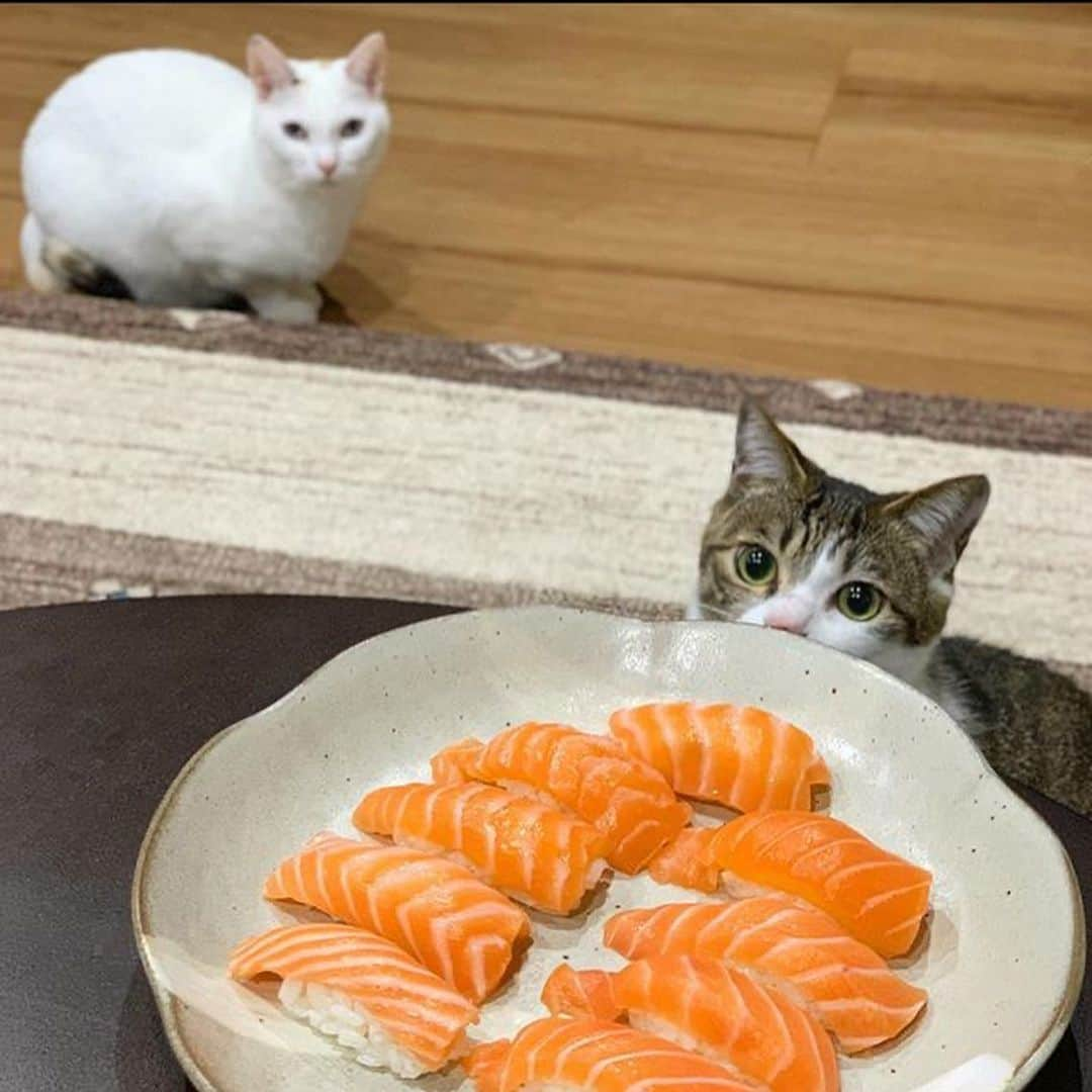 ねこさんのインスタグラム写真 - (ねこInstagram)「@fugsaya さん家のあずきちゃん❤️食べ物を見つめる熱い眼差し😍✨我々ねこ編集部は、すっかりあずきちゃんの虜です😂😂😂😂😂❤️ #Repost @fugsaya with @make_repost ・・・ こっ これは サーモンさんですね？ 後ろからも視線を感じるの… * #そんな目で見つめられたら#お見つめタイム  #コストコ #costco #サーモン #新鮮 #旦那さん作 #手作り #お寿司 #japan #寿司 #🍣 #食いしん坊 #あずき #キジ白 #しろきじ #かわいい #福井 #ねこ #cat #catsragram #cats #ペコねこ部 #cats_of_instagram #catsofinstagram #togetherforwildlife #catstagram_japan #ねこのきもち」2月28日 21時35分 - neko_magazine