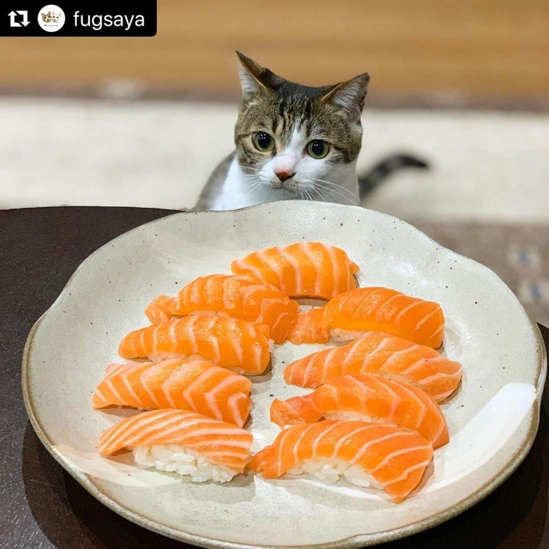 ねこのインスタグラム