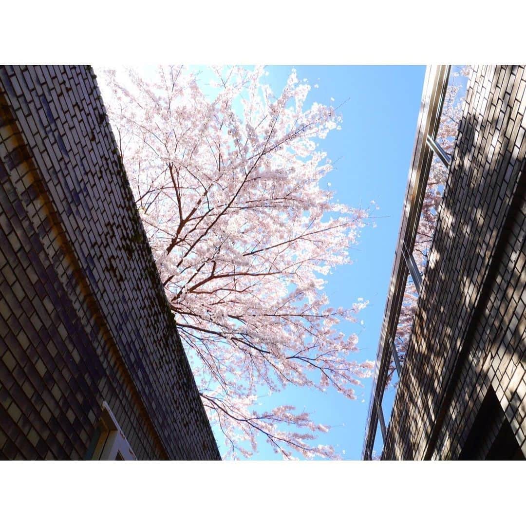星野リゾート 界の若者旅さんのインスタグラム写真 - (星野リゾート 界の若者旅Instagram)「今年は全国的に桜の開花時期が早まるよう🌸👀 * 標高差がある箱根エリアでは、3月上旬から5月まで各所で桜を楽しめます😊 界 箱根のエントランスにも、ソメイヨシノや枝垂桜があり、夜はライトアップされたロマンチックな夜桜も✨ 期間限定で開催される「夜桜茶屋」では、春をイメージした和菓子やお飲み物をふるまいます🍡 🍵 #hoshinoresorts  #星野リゾート界  #星野リゾート  #界  #kai  #界タビ20s  #界箱根  #hakone  #桜  #開花予想  #spring  #cherryblossom🌸」2月28日 21時39分 - hoshinoresorts.kai