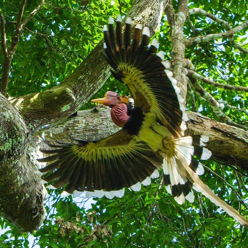 Tim Lamanさんのインスタグラム写真 - (Tim LamanInstagram)「Photo by @TimLaman.  A male Helmeted Hornbill lands at his nest site to deliver food to the female and chick inside, deep in the rainforest of a national park in Thailand.  My film “Hunting the Helmeted Hornbill” is an official selection at the NYWild Film Festival (@nywildfilmfest), and will be showing this Saturday Feb 29 at the Explorer’s Club in NYC.  Thanks to sponsors #cornelllabofornithology and @NatGeo and conservation partner in #Indonesia @rangkongid  If you can’t make the film festival, search “Hunting the Helmeted Hornbill” and you’ll find the film on the Cornell Lab channel.  #hornbill #helmetedhornbill #endangeredspecies  Please share it and help spread the word on protecting this amazing species.  #shotonRED @reddigitalcinema」2月28日 21時44分 - timlaman