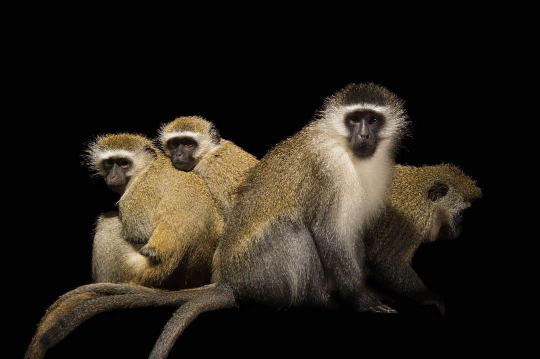 Joel Sartoreさんのインスタグラム写真 - (Joel SartoreInstagram)「Vervets are the most widespread of the African monkeys, inhabiting large parts of sub-Saharan Africa. These primates are what we call habitat generalists - they are tolerant of a wide variety of habitats and can live in humid rainforests, semi-desert environments, or even swamps. As long as they have access to water and trees to sleep in, vervets can make themselves at home almost anywhere. Their diet is also generalized, and while they have a preference for fruit and flowers, they will vary their diet tremendously from month to month to cope with fluctuations in food availability. In more developed areas, vervets are less subject to seasonal availability because they depend on sources of food provided by humans including cultivated fruits, vegetables, and other crops. As a result, these monkeys have become an increasing nuisance to farmers whose crops are often damaged as a result of the vervet’s raiding behavior. In most areas throughout their range, humans hunt vervets either for meat or as a means to control the population. For many researchers, vervets are important for the study of high blood pressure and AIDS. They are one of the few species of nonhuman primates that naturally develop high blood pressure and simian immunodeficiency virus (SIV), the ancestor of human immunodeficiency virus (HIV). Photo taken @columbuszoo. #vervet #monkey #troop #primate #cropraiding #Africa #PhotoArk #savetogether」2月28日 22時09分 - joelsartore