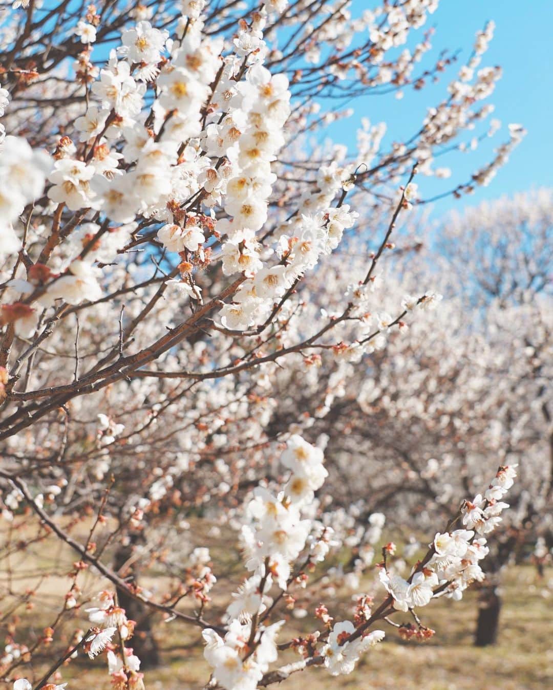 masayaさんのインスタグラム写真 - (masayaInstagram)「plum blossoms 梅 Fuchu Tokyo today 今日の府中市郷土の森博物館」2月28日 22時22分 - moonlightice