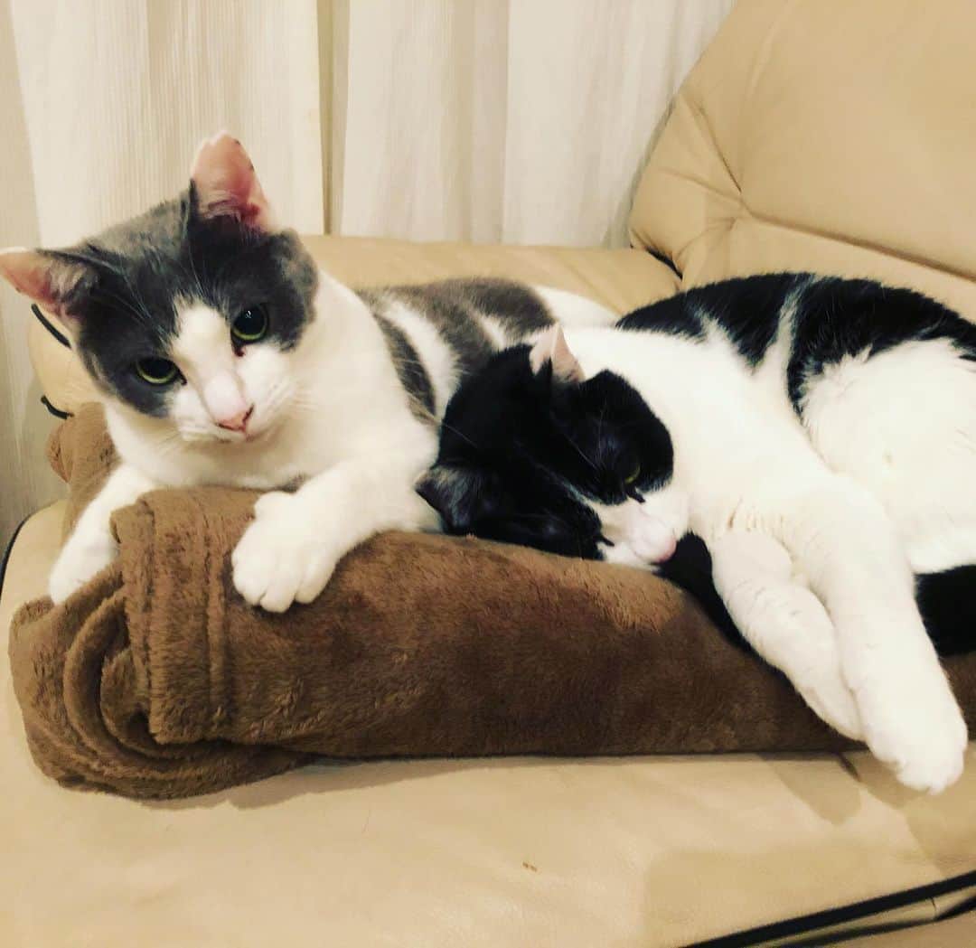 南早苗のインスタグラム：「生まれたタイミングは違っても仲良し🐈父親違いの姉弟😊  #猫 #ねこ #cat #ねこのいる生活　#にゃんすたぐらむ  #猫好きさんと繋がりたい」