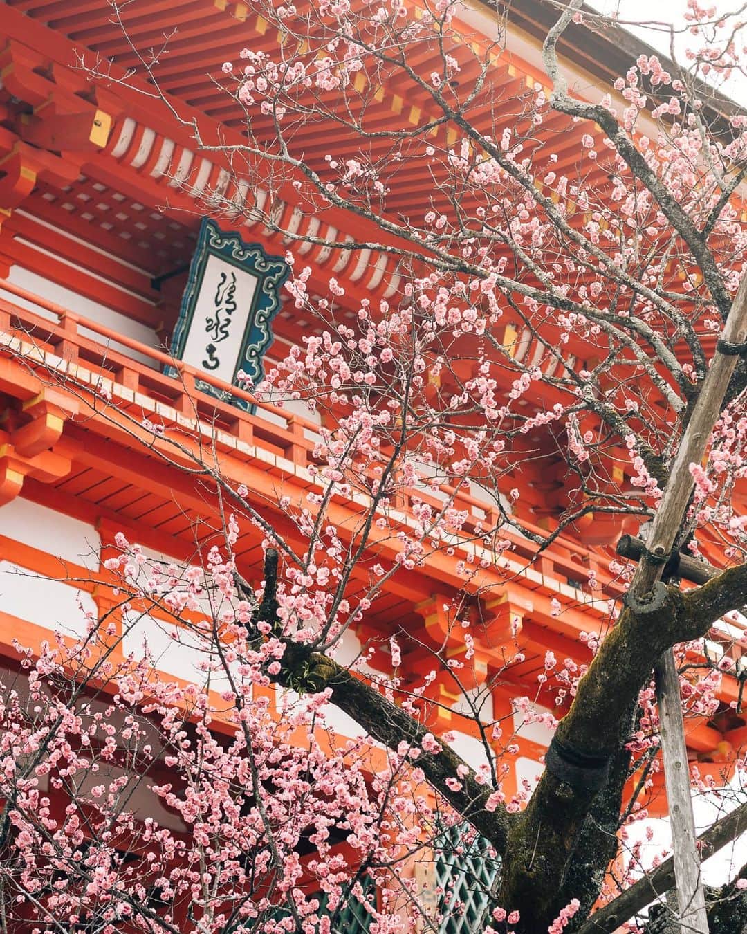 京都いいとこフォトのインスタグラム：「. 清水寺、満開の紅梅と仁王門。 . The red plum tree in front of the Niomon Gate of Kiyomizu-dera Temple was in full bloom. .  Date : 2020.2.28  Location : #清水寺 #Kiyomizudera Photo : @hino0117 .」