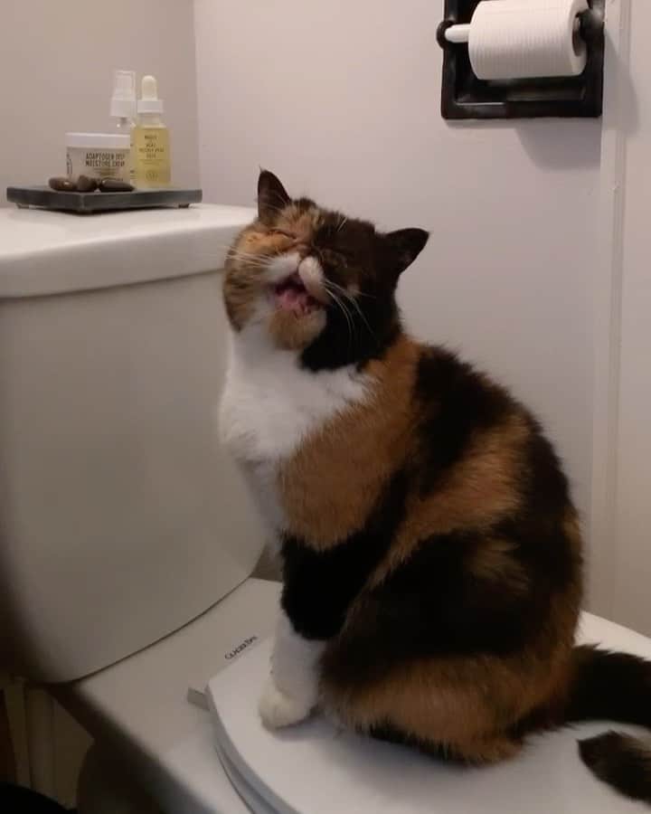 Pudgeのインスタグラム：「Pudge sits on the toilet as I get ready in the morning. This is her meow that tells me she wants something - probably a second breakfast. #PudgeSpeaks #pudgethecat」