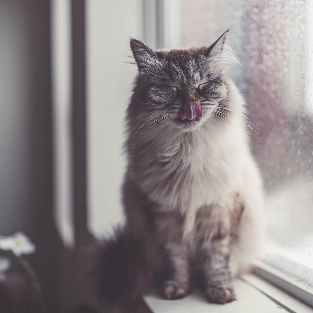 Holly Sissonのインスタグラム：「The look of a smug kitty who doesn’t have to go out into the winter storm! ☺️🐱❄️ #toronto #cat #SiberianCat #bokeh (See more of Alice, Finnegan, and Oliver, on @pitterpatterfurryfeet) ~ Canon 1D X MkII + 35mm @ f1.4 See my bio for full camera equipment information plus info on how I process my images. 😊 ~ @bestmeow #bestmeow」