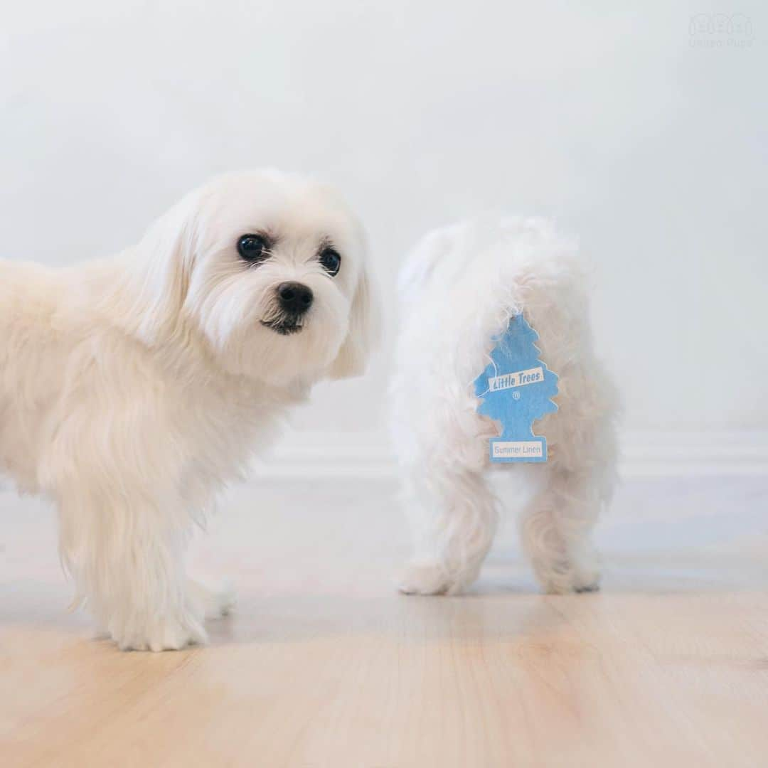 hi.arodさんのインスタグラム写真 - (hi.arodInstagram)「Bailey: What a gentleman...😬 ・・・ #gentlemanstyle#littletrees#airfreshener#fresh#stinky#maltese#malteseofficial#malteselovers#malteser#malteseworld#malteselover#malteseofinstagram#malteseterrier#malteselove#maltesegram#maltesedogs#malteselife#maltese101#maltesedog#malteseclub#maltesenation#malteseoftheday#malteseofig#maltesesofinstagram#maltese_feature#maltesedaily#maltesestyle#maltesefamily#maltese_thecute#maltese_islands」2月29日 0時16分 - hi.arod