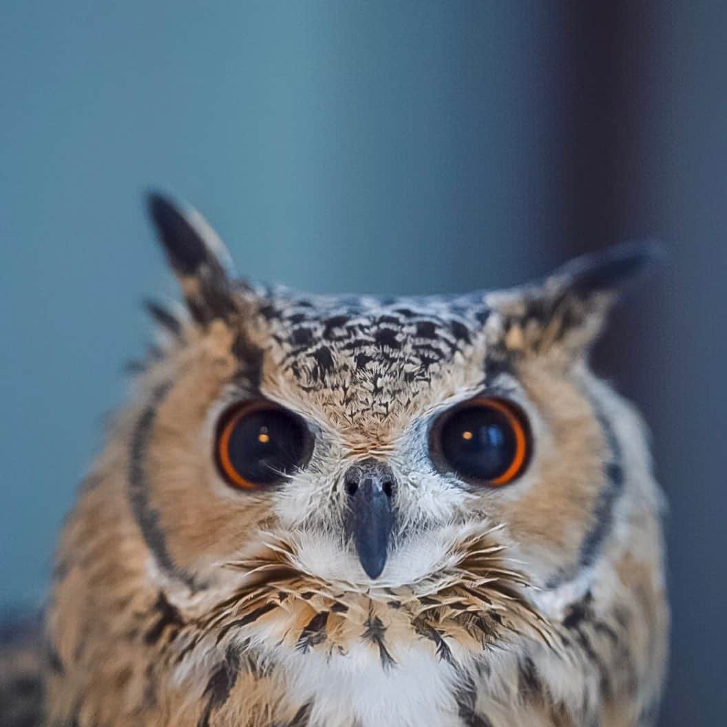 GEN3 Owlのインスタグラム：「薄暗い早朝は目が大きくなるよ👀 Early morning, his eyes are big. #owl #owlgaru」