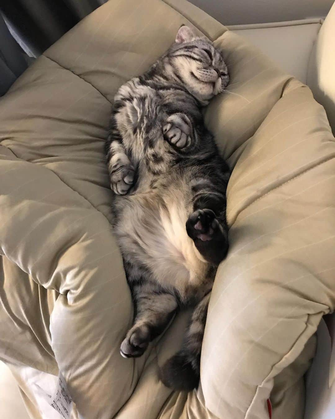 Shishi-maruのインスタグラム：「🐱ねこのきもちWEBMAGAZINE にて、猫エッセイが更新されました。インスピレーションの元ししまるとの遊びについてです😄是非ご一読ください😸 【渋ネコししまるさん】#36 ｜ねこのきもちWEB MAGAZINE https://cat.benesse.ne.jp/lovecat/content/?id=65451 🐱My essay about Shishi-maru is serialized in a weekly magazine:) ーーーーーーーーーーーーー 🌺「渋ネコ ししまるさん」ねこのきもちWEB MAGAZINE にて毎週金曜日エッセイの連載中 ーーーーーーーーーーー 📕「ぷっちねこ。」「3匹のちいさな猫を召喚できたなら」「ちいさな猫を召喚できたなら」徳間書店より単行本発売中 ーーーーーーーーーーー ⭐︎ねこ漫画→@tacos_cat 🌺Twitter →@taco_emonemon ーーーーーーーーーーー」